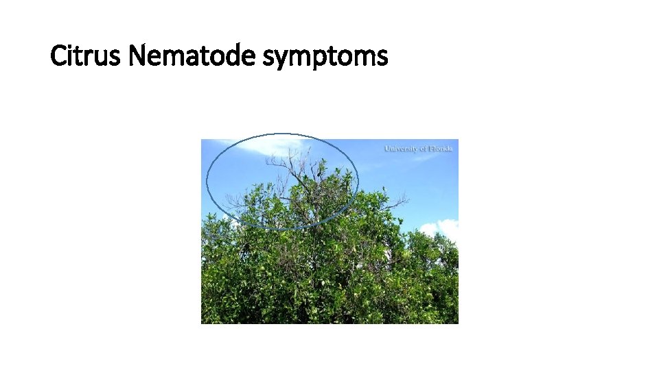 Citrus Nematode symptoms 
