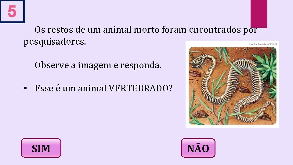 5 Os restos de um animal morto foram encontrados por pesquisadores. Observe a imagem