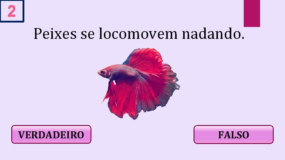 2 Peixes se locomovem nadando. VERDADEIRO FALSO 