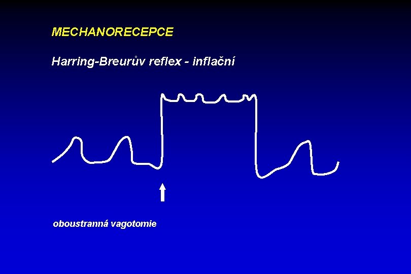 MECHANORECEPCE Harring-Breurův reflex - inflační oboustranná vagotomie 
