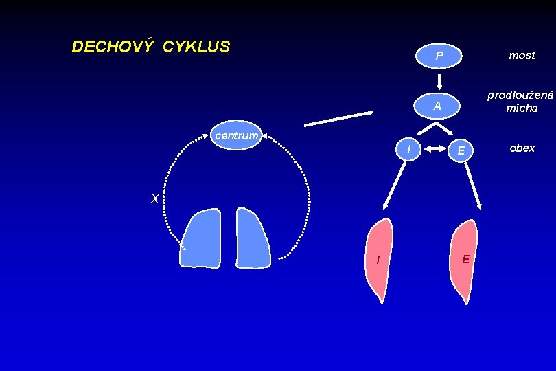 DECHOVÝ CYKLUS P most A prodloužená mícha centrum I E X I E obex