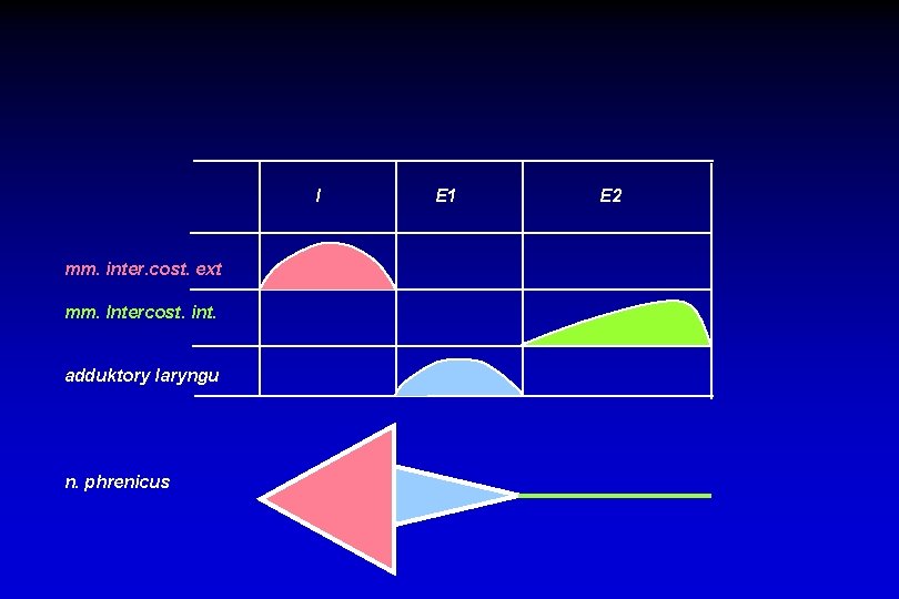 I mm. inter. cost. ext mm. Intercost. int. adduktory laryngu n. phrenicus E 1