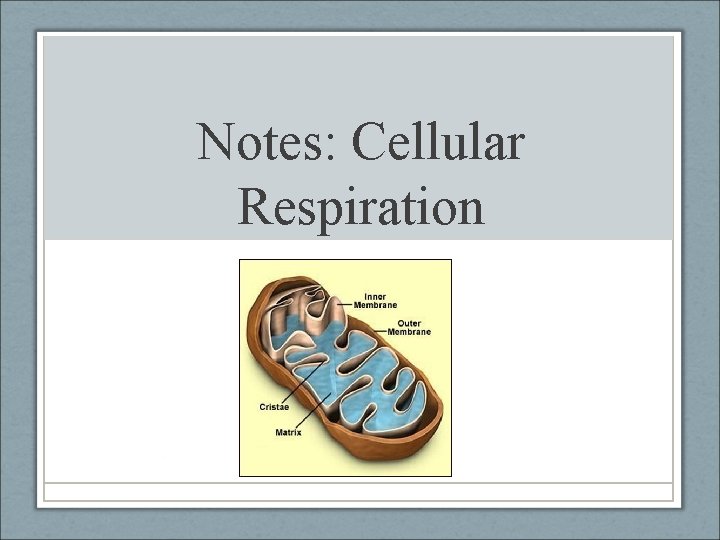 Notes: Cellular Respiration 