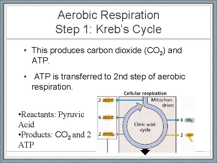 Aerobic Respiration Step 1: Kreb’s Cycle • This produces carbon dioxide (CO 2) and