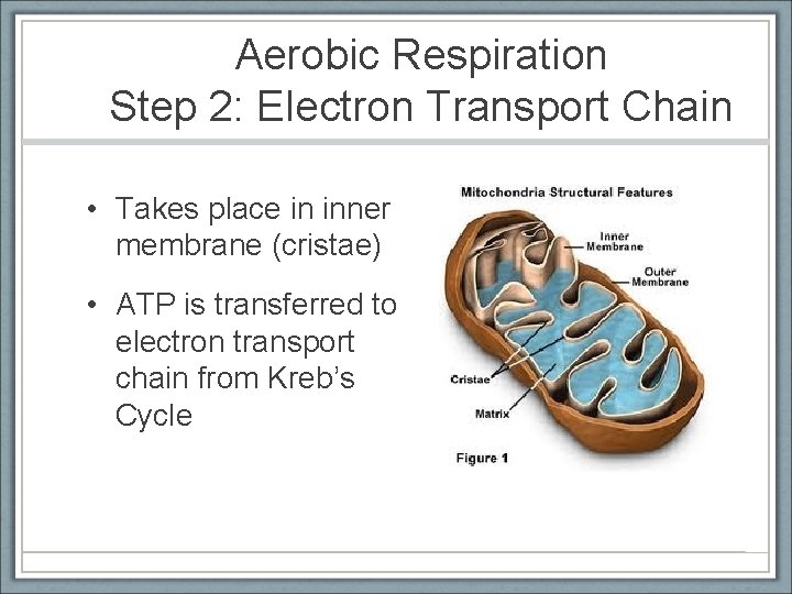 Aerobic Respiration Step 2: Electron Transport Chain • Takes place in inner membrane (cristae)