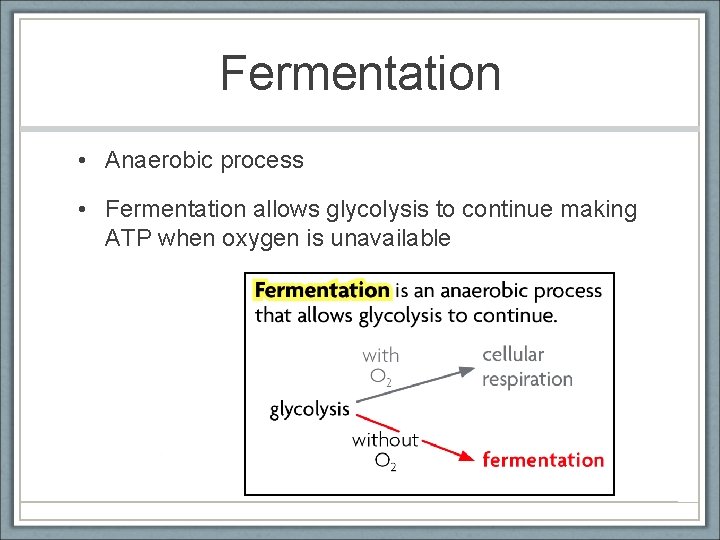 Fermentation • Anaerobic process • Fermentation allows glycolysis to continue making ATP when oxygen