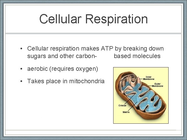 Cellular Respiration • Cellular respiration makes ATP by breaking down sugars and other carbonbased