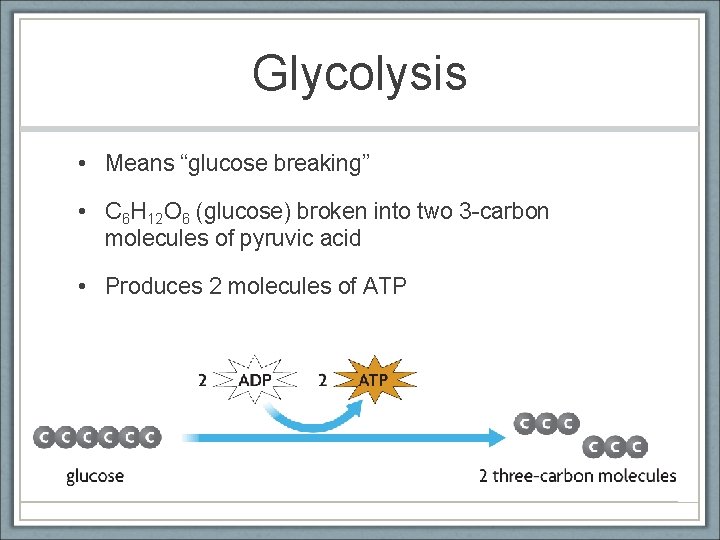 Glycolysis • Means “glucose breaking” • C 6 H 12 O 6 (glucose) broken
