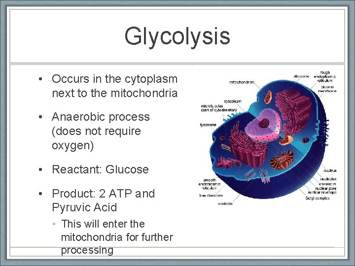 Glycolysis • Occurs in the cytoplasm next to the mitochondria • Anaerobic process (does