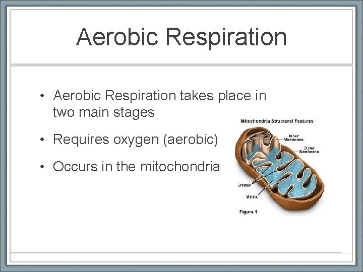 Aerobic Respiration • Aerobic Respiration takes place in two main stages • Requires oxygen