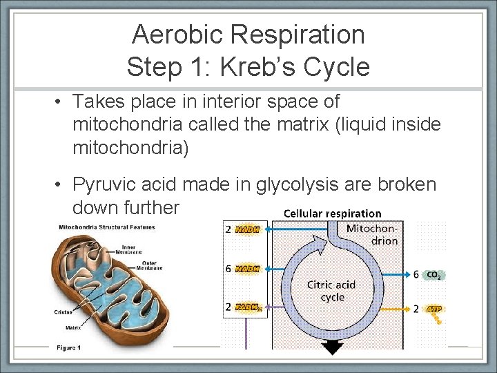 Aerobic Respiration Step 1: Kreb’s Cycle • Takes place in interior space of mitochondria