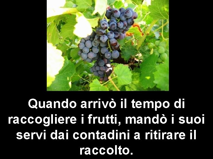 Quando arrivò il tempo di raccogliere i frutti, mandò i suoi servi dai contadini