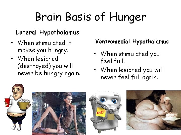 Brain Basis of Hunger Lateral Hypothalamus • When stimulated it makes you hungry. •