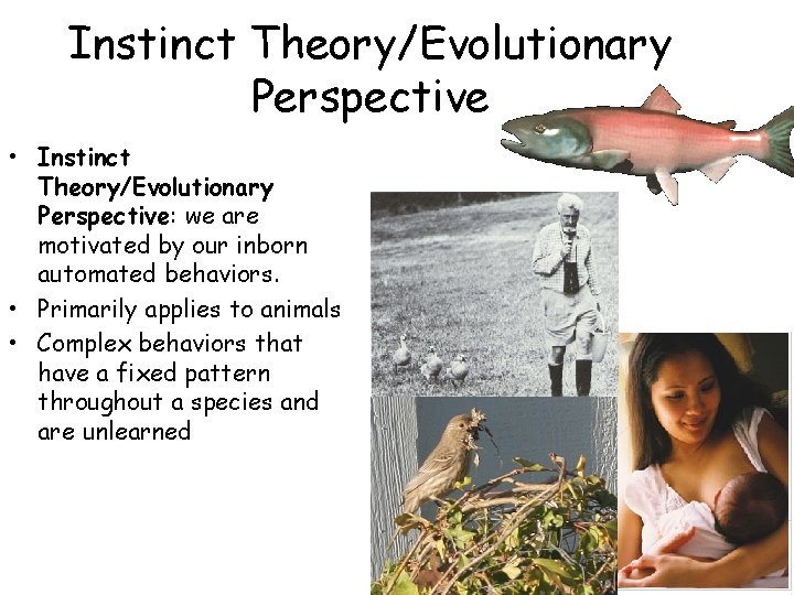 Instinct Theory/Evolutionary Perspective • Instinct Theory/Evolutionary Perspective: we are motivated by our inborn automated