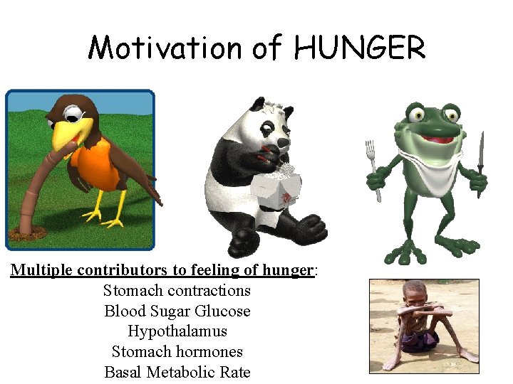 Motivation of HUNGER Multiple contributors to feeling of hunger: Stomach contractions Blood Sugar Glucose