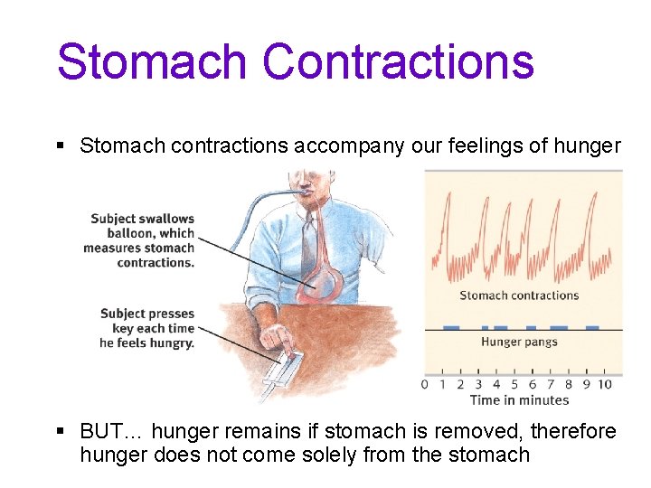 Stomach Contractions § Stomach contractions accompany our feelings of hunger § BUT… hunger remains