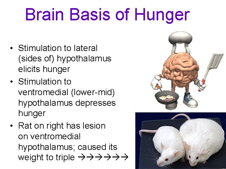 Brain Basis of Hunger • Stimulation to lateral (sides of) hypothalamus elicits hunger •