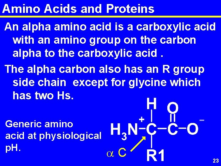 Amino Acids and Proteins An alpha amino acid is a carboxylic acid with an