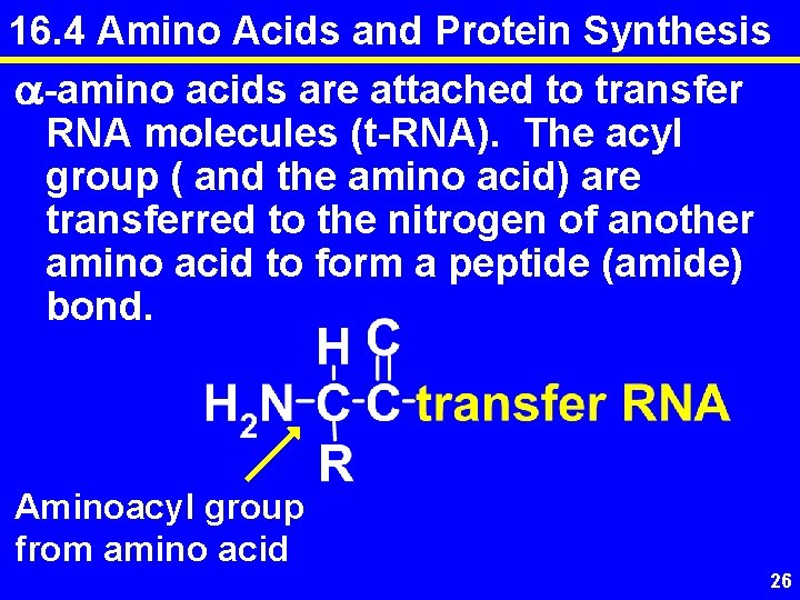 16. 4 Amino Acids and Protein Synthesis a-amino acids are attached to transfer RNA