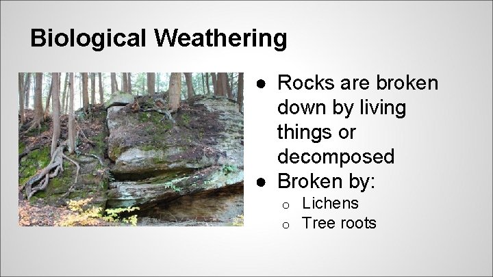 Biological Weathering ● Rocks are broken down by living things or decomposed ● Broken