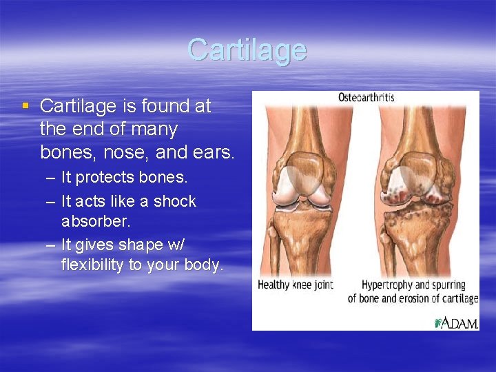 The Skeletal System The Framework 3 Main Purposes
