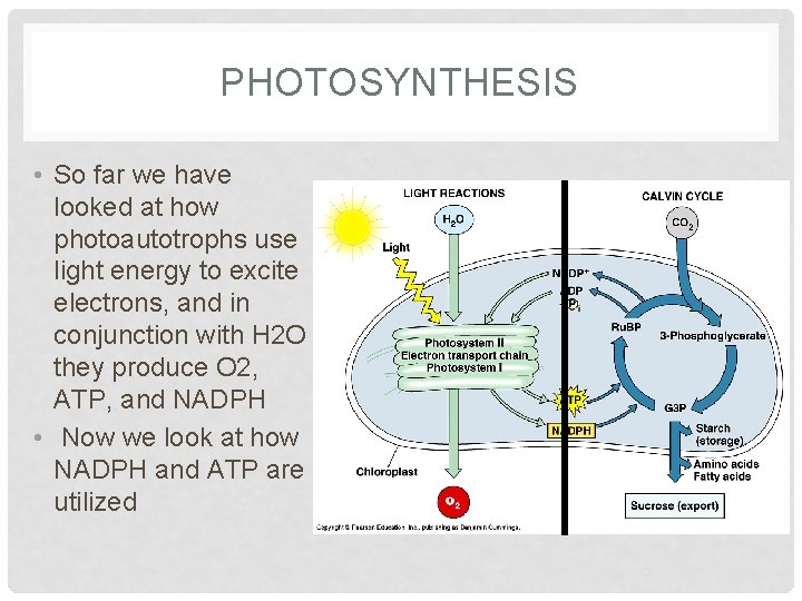 PHOTOSYNTHESIS • So far we have looked at how photoautotrophs use light energy to