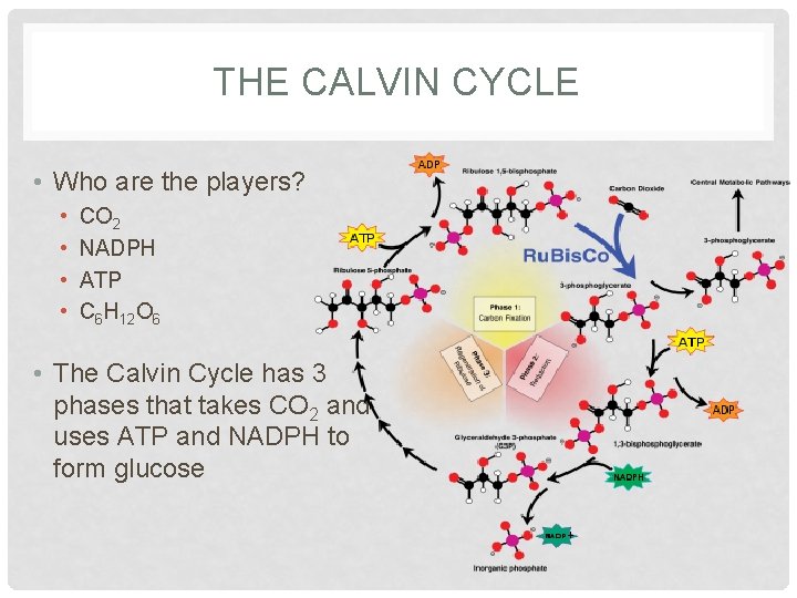 THE CALVIN CYCLE • Who are the players? • • CO 2 NADPH ATP