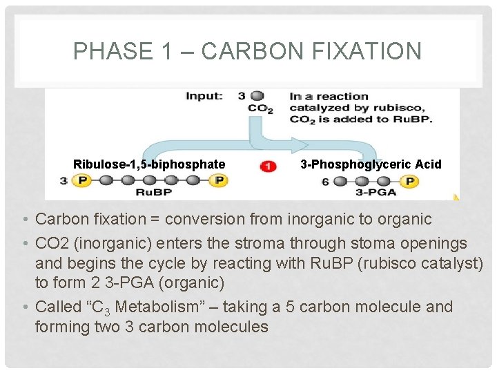 PHASE 1 – CARBON FIXATION Ribulose-1, 5 -biphosphate 3 -Phosphoglyceric Acid • Carbon fixation