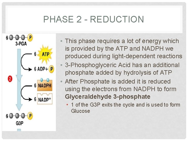 PHASE 2 - REDUCTION • This phase requires a lot of energy which is