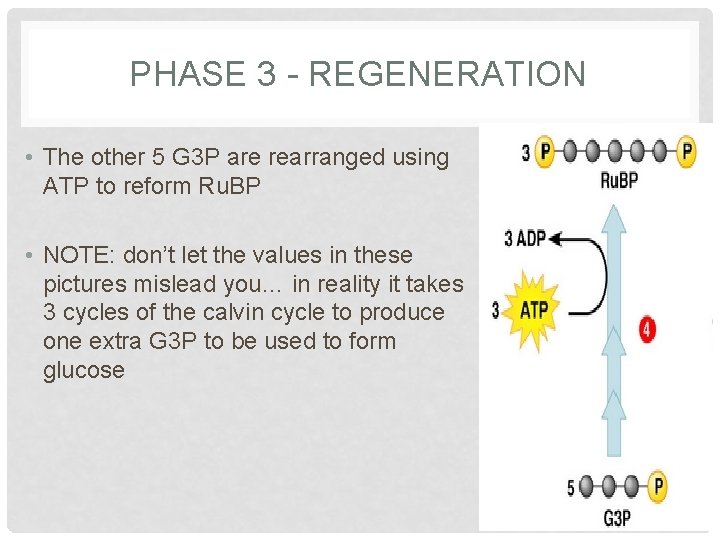 PHASE 3 - REGENERATION • The other 5 G 3 P are rearranged using