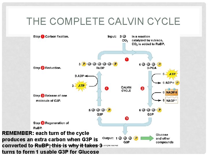 THE COMPLETE CALVIN CYCLE REMEMBER: each turn of the cycle produces an extra carbon