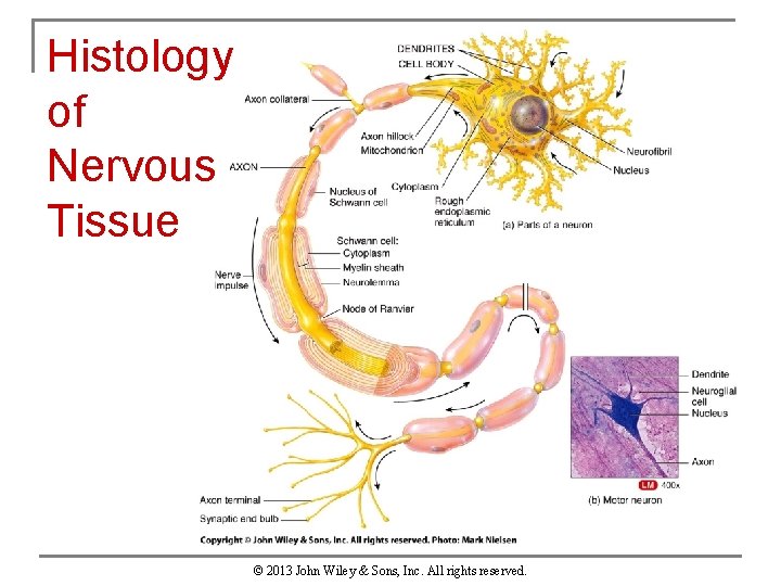 Histology of Nervous Tissue © 2013 John Wiley & Sons, Inc. All rights reserved.