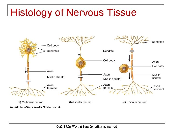 Histology of Nervous Tissue © 2013 John Wiley & Sons, Inc. All rights reserved.