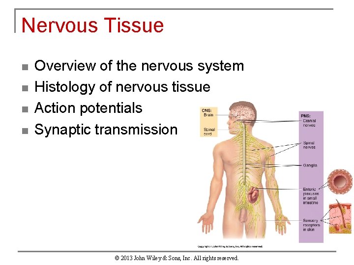 Nervous Tissue n n Overview of the nervous system Histology of nervous tissue Action