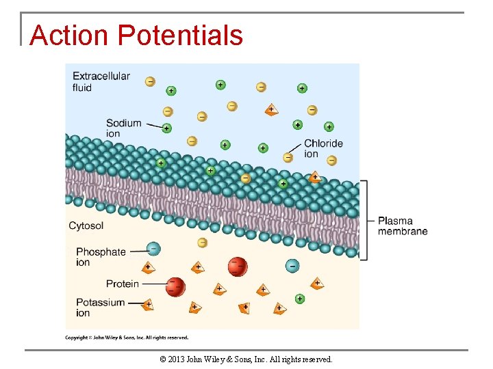 Action Potentials © 2013 John Wiley & Sons, Inc. All rights reserved. 