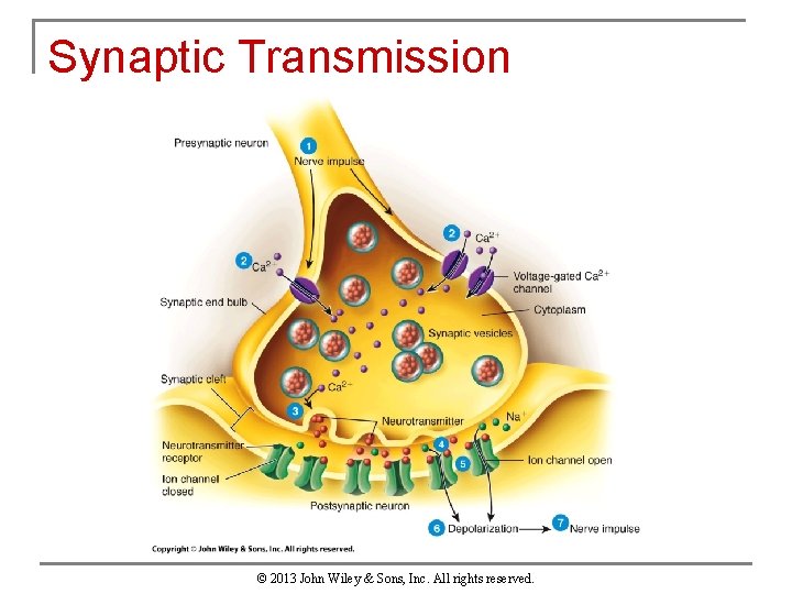 Synaptic Transmission © 2013 John Wiley & Sons, Inc. All rights reserved. 
