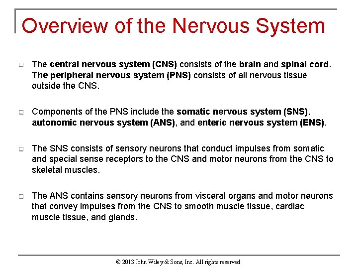 Overview of the Nervous System q The central nervous system (CNS) consists of the