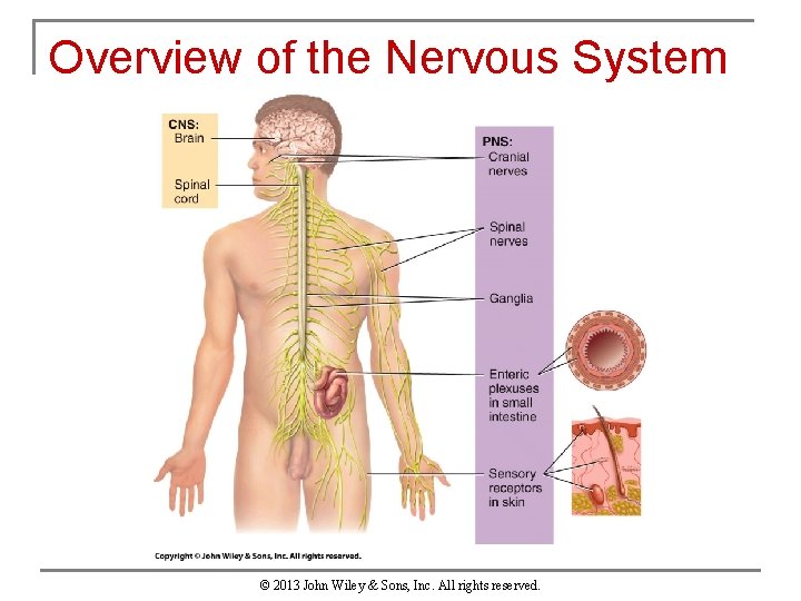 Overview of the Nervous System © 2013 John Wiley & Sons, Inc. All rights