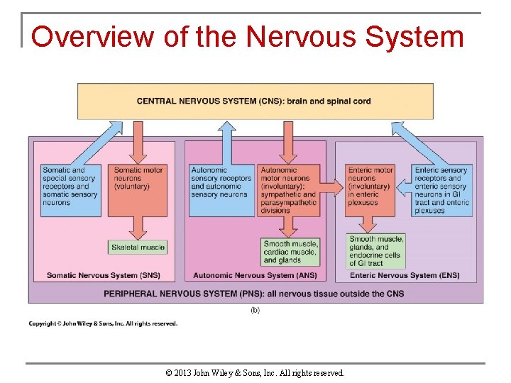 Overview of the Nervous System © 2013 John Wiley & Sons, Inc. All rights