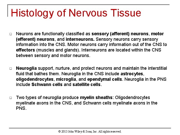 Histology of Nervous Tissue q Neurons are functionally classified as sensory (afferent) neurons, motor