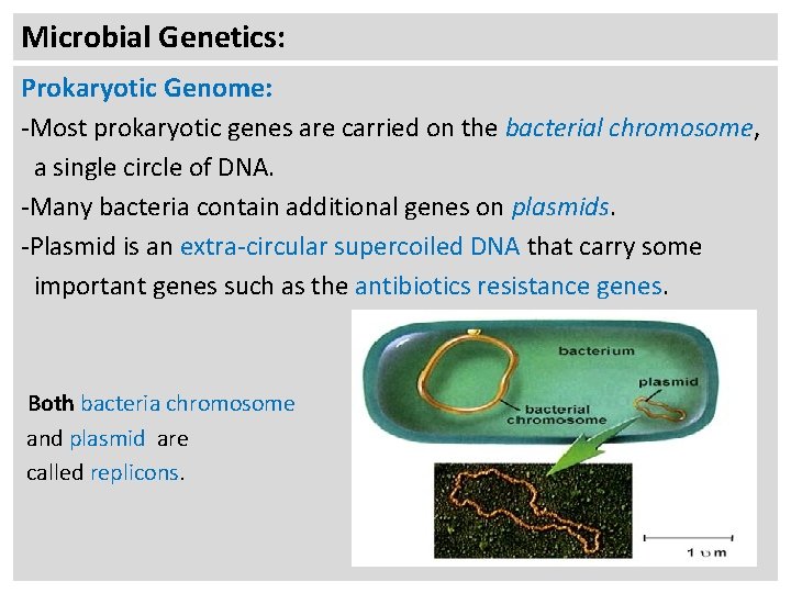 Microbial Genetics: Prokaryotic Genome: -Most prokaryotic genes are carried on the bacterial chromosome, a