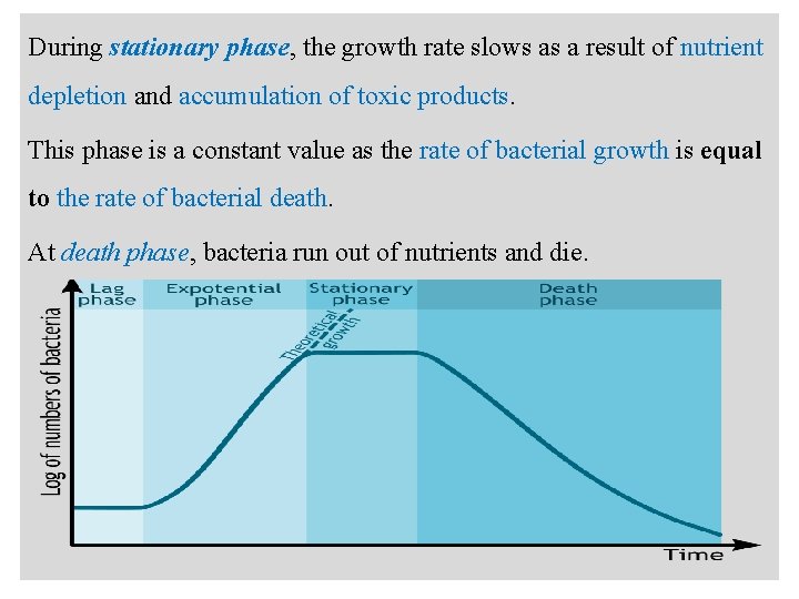 a During stationary phase, the growth rate slows as a result of nutrient depletion