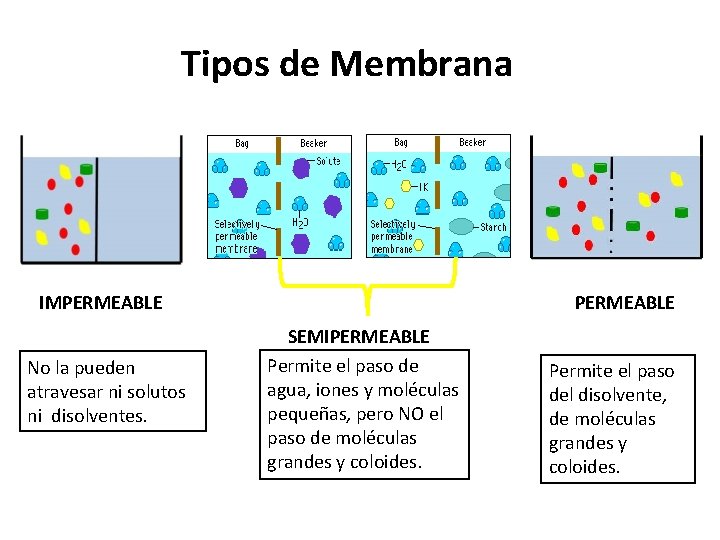 Tipos de Membrana IMPERMEABLE No la pueden atravesar ni solutos ni disolventes. PERMEABLE SEMIPERMEABLE