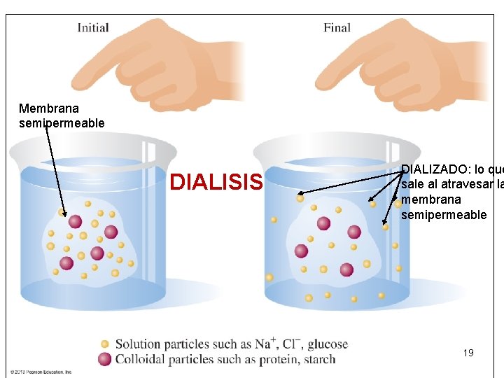 Membrana semipermeable DIALISIS DIALIZADO: lo que sale al atravesar la membrana semipermeable 19 