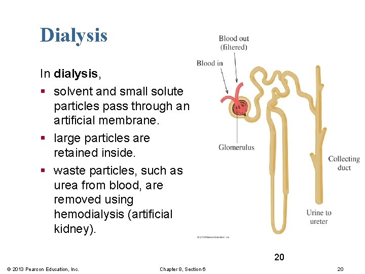 Dialysis In dialysis, § solvent and small solute particles pass through an artificial membrane.