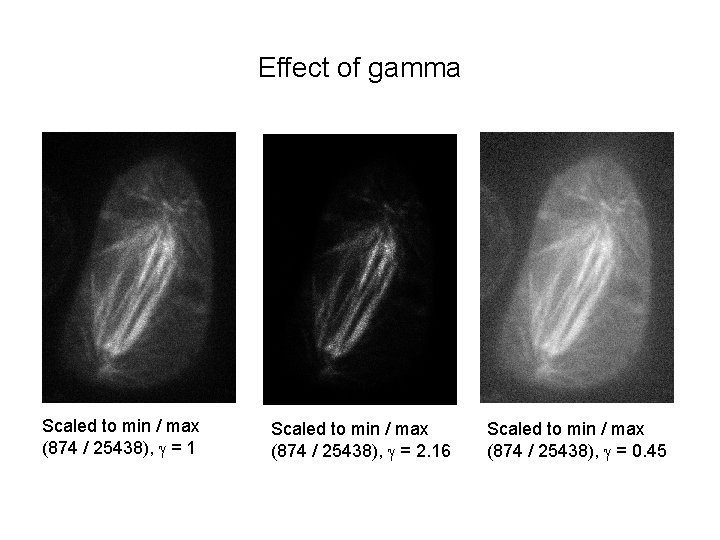 Effect of gamma Scaled to min / max (874 / 25438), g = 1