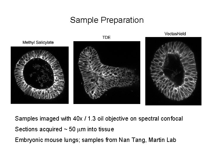 Sample Preparation Samples imaged with 40 x / 1. 3 oil objective on spectral