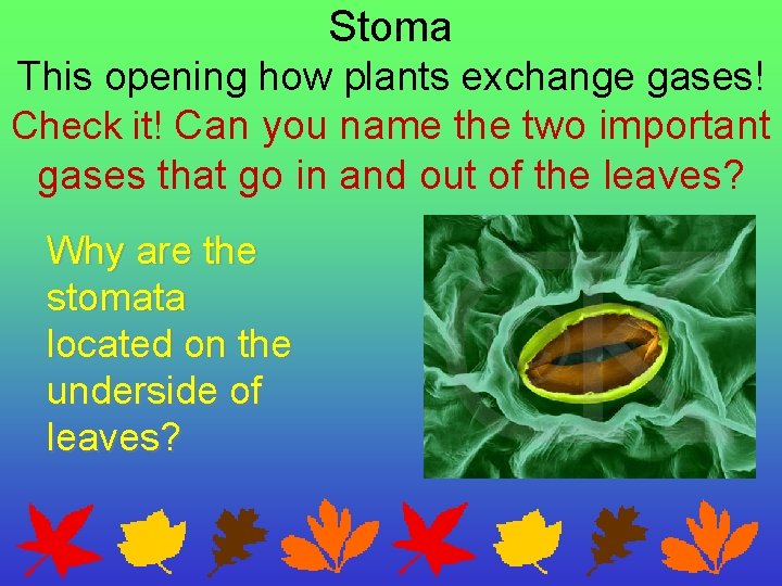 Stoma This opening how plants exchange gases! Check it! Can you name the two