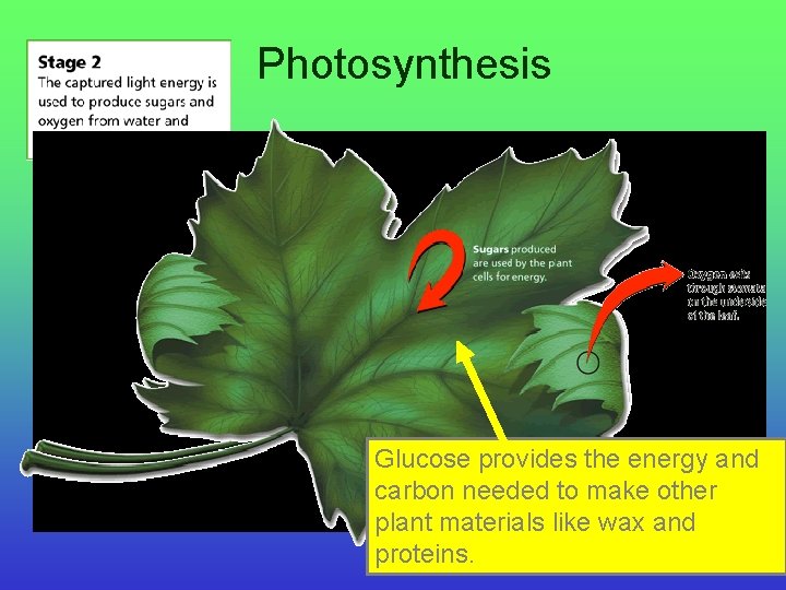 Photosynthesis Glucose provides the energy and carbon needed to make other plant materials like