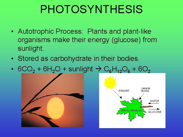 PHOTOSYNTHESIS • Autotrophic Process: Plants and plant-like organisms make their energy (glucose) from sunlight.